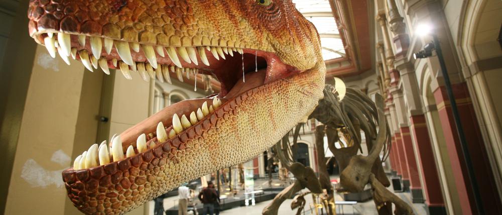 Nachmodellierter Kopf auf dem Allosaurus-Skelett und andere Dinosaurierskelette in der  großen Ausstellungshalle im Museum für Naturkunde in Berlin-Mitte.