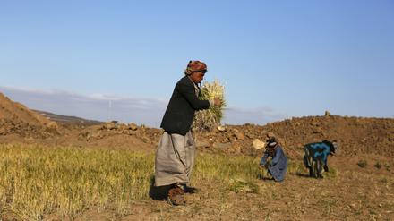 Jemenitische Dorfbewohner ernten Gerste in der Provinz Amran im Nordjemen. Der Bürgerkrieg im Jemen hat das ohnehin stark verarmte Land an den Rand einer Hungersnot gebracht. 