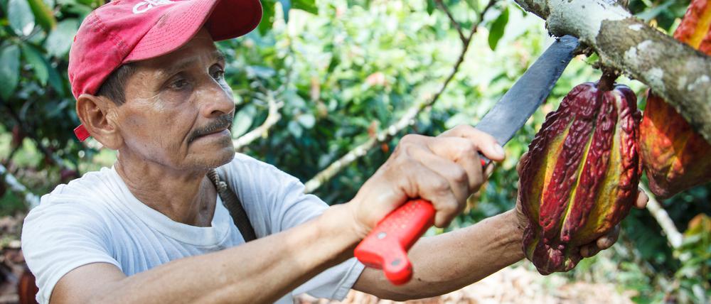 Sollten die Bartmücken aussterben, werden Kakaobäume nicht mehr bestäubt.