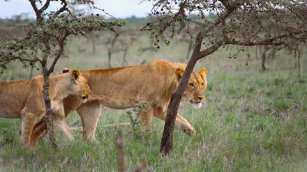 In der kenianischen Savanne beeinflusst eine invasive Ameisenart über eine ökologische Kettenreaktion wie Löwen jagen.