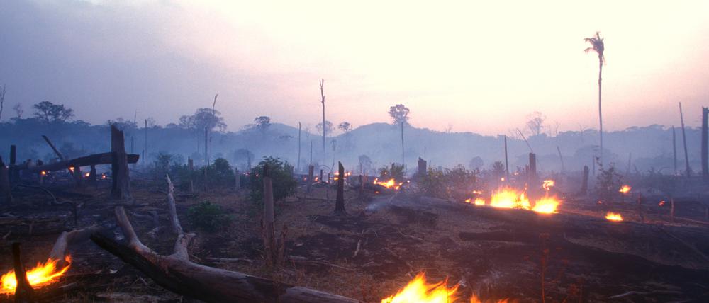 Ein brennender Regenwald in Brasilien