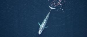 Ein Blauwal im Golf von Kalifornien.