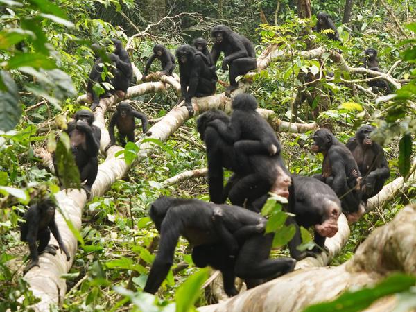 Wenn zwei Gruppen der Tiere aufeinandertreffen, läuft das bei Bonobos in der Regel friedlich ab.