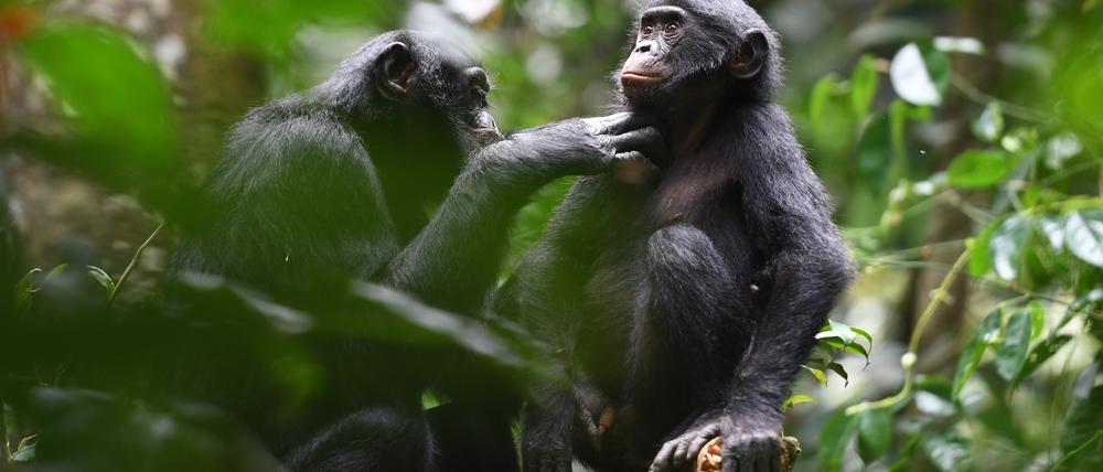 Ein Bonobo-Weibchen der einen Gruppe pflegt das Fell eines Männchens aus einer anderen.