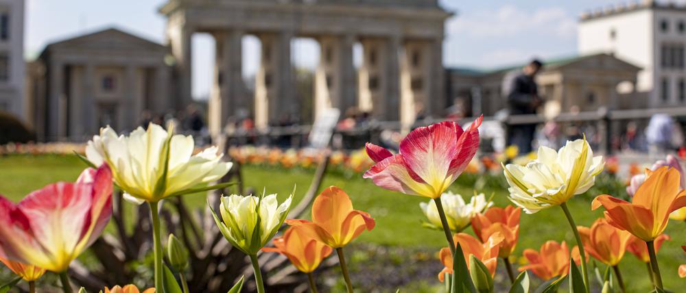 Blick auf das Brandenburger Tor, mit blühenden bunten Tulpen im Vordergrund.