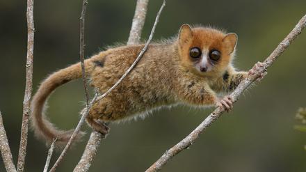 Der Braune Mausmaki gehört zu den 104 bedrohten von 109 auf Madagaskar vorkommenden Arten von Lemuren. 17 Arten der Halbaffen sind ausgestorben, seit die Insel von Menschen besiedelt wurde.