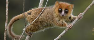 Der Braune Mausmaki gehört zu den 104 bedrohten von 109 auf Madagaskar vorkommenden Arten von Lemuren. 17 Arten der Halbaffen sind ausgestorben, seit die Insel von Menschen besiedelt wurde.