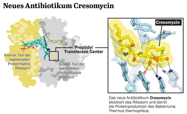 Das neue Antibiotikum Cresomycin, wie es das Ribosom und damit die Proteinproduktion des Bakteriums Thermus thermophilus blockiert. 