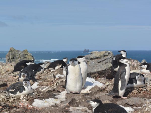 Auf King George Island und anderen antarktischen Inseln leben Zügelpinguine in großen Kolonien.