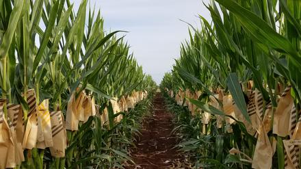 Die EU-Kommission will geringfügige Genveränderungen wie beim „waxy“-Mais deregulieren.