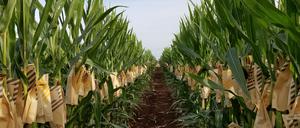 Die EU-Kommission will geringfügige Genveränderungen wie beim „waxy“-Mais deregulieren.