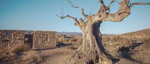 Ein abgestorbener alter Olivenbaum bei Almeria im Süden Spaniens. Hier mangelt es seit mehreren Jahren bereits an Niederschlägen.
