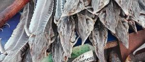 Die Maßnahmen zum Schutz von Stören in der Donau vor Wilderei scheinen oft nicht auszureichen. Das Angebot auf Fischmärkten zeugt davon.