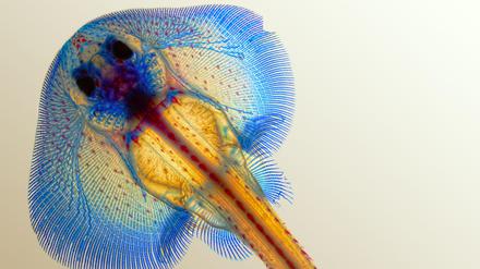Um die Evolution zu verstehen, wurde die Entwicklung von Rochen-Embryos analysiert - im Bild mit blau angefärbtem Knorpel