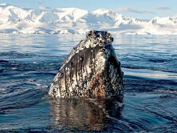 Das veränderte Paarungsverhalten der Männchen hat vermutlich dazu geführt, dass das Aussterben der ostaustralischen Buckelwale verhindert wurde.