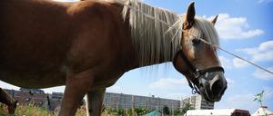 Ponys füttern gehört dazu, wenn man ein Freiwilliges Soziales Jahr auf der Kinderbauernhof und Abenteuerspielplatz „Waslala“ in Altglienicke macht.