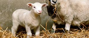 Das erste Schaf mit einem menschlichen Gen, „Polly“, wurde 1997 geboren.