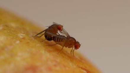 Auch Drosophila melanogaster, die Fruchtfliege, braucht Sex, um sich fortzupflanzen. Es sei denn, sie wird gentechnisch verändert...