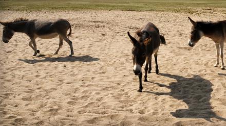 28 Esel versorgt der Tierschutzverein „Esel-Freunde Havelland“
