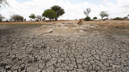 Kenia kämpft mit der dritten Dürre innerhalb eines Jahrzehnts. 