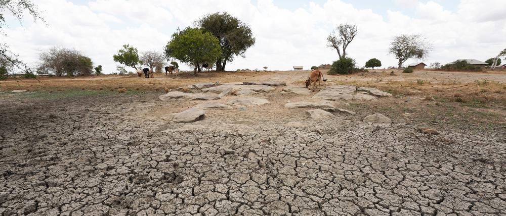 Kenia kämpft mit der dritten Dürre innerhalb eines Jahrzehnts. 