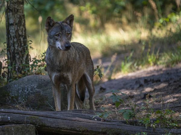 Wie sieht ein Problemwolf aus? Dieses Tier aus dem Wildpark Schorfheide ist keiner.
