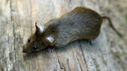 Eine Hausratte (unter Biologen: Rattus rattus) in einem Berliner Park. Häufiger sind heute die größeren Wanderratten (Rattus norvegicus).