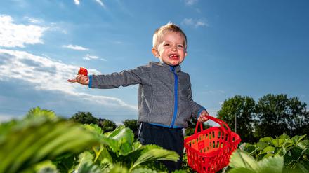 Günstig, süß und mit Kindern eine optimale Freizeitaktivität: Erdbeeren ernten in Brandenburg 