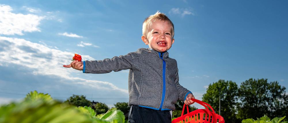 Günstig, süß und mit Kindern eine optimale Freizeitaktivität: Erdbeeren ernten in Brandenburg 