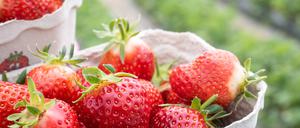 Die Erdbeere ist ein global zusammengewürfeltes Produkt