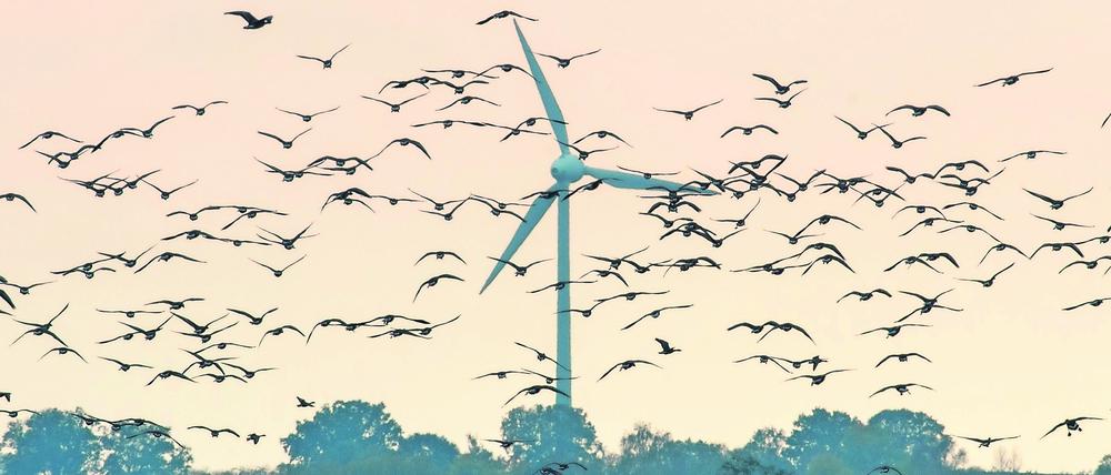 Wenn zum Ausbau der Windkraft Windräder bevorzugt fernab von Siedlungen aufgestellt werden, könnten sie Tiere in naturnahen Gebieten wie dem Oderbruch gefährden. Doch die Auswirkungen könnten technisch begrenzt werden.