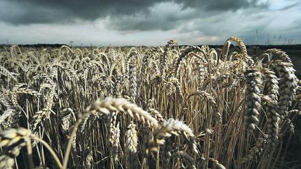 Auf Getreidelieferungen aus der Ukraine und Südrussland sind weltweit viele Millionen Menschen angewiesen.