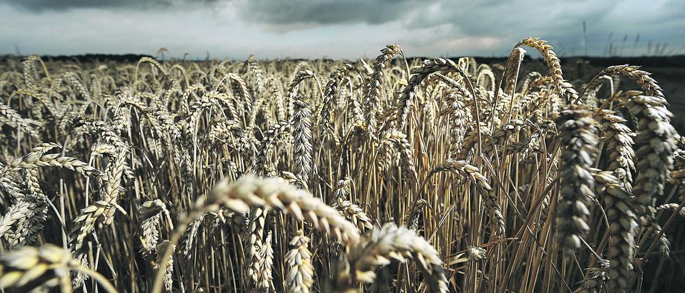 Auf Getreidelieferungen aus der Ukraine und Südrussland sind weltweit viele Millionen Menschen angewiesen.