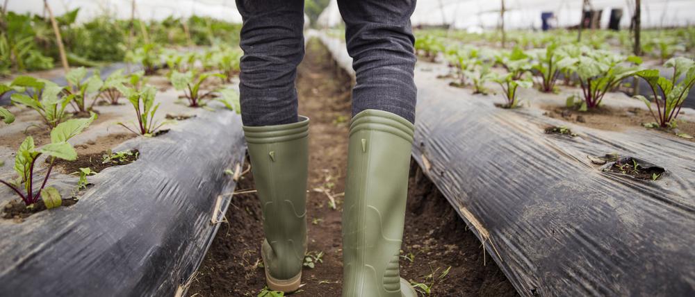 Farmer wearing rubber boots walking in farm model released, Symbolfoto property released, IKF00941