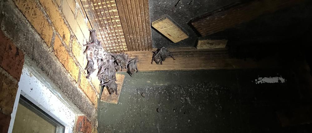 Der erste Vorsitzende des Vereins Bat leuchtet auf eine Gruppe Fledermäuse in einer Ecke eines begehbaren Fledermausgeheges in der Zitadelle Spandau.