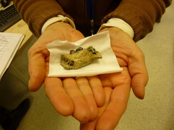 Ein unscheinbares versteinertes Knochenstück verrät viel über das Leben von Frühmenschen vor zwei Millionen Jahren.