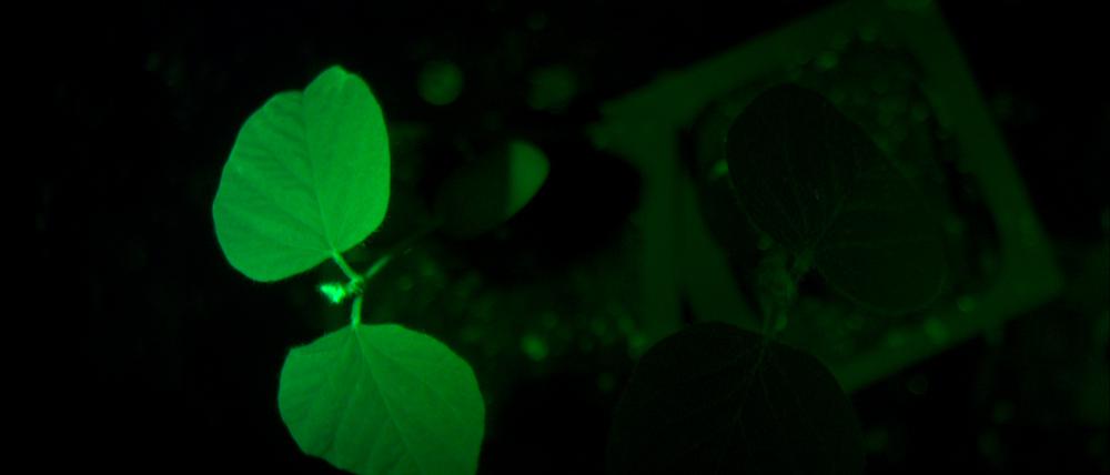 Genetisch veränderte Sojapflanze leuchtet im Dunkeln