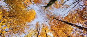 Bunte Blätter hingen bei strahlendem Sonnenschein auch Ende November noch an der Mehrheit der Bäume des Düsseldorfer Stadtwaldes.