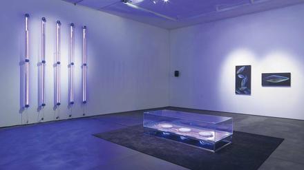 Feuchte Räume. Blick in die Ausstellung mit Glasaquarien, in denen biolumineszente Einzeller auf die Umgebung reagieren.