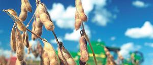 Wegen der Klimaerwärmung könnte es in Zukunft auch in Deutschland besser sein, statt Weizen und Mais zum Beispiel Soja anzubauen.