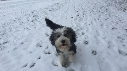 Holly, der Bearded Collie, im Schnee auf ihrem morgendlichen Spaziergang im Fischtal-Park.