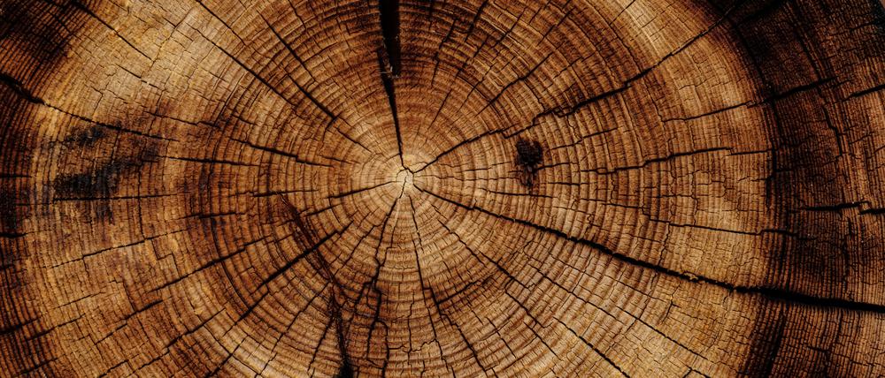 Mit Holz als Brennstoff lassen sich hohe Temperaturen erzeugen. Doch dabei wird viel Kohlendioxid freigesetzt. Eine bessere Alternative für den industriellen Wärmebedarf sind Biomethan oder Wasserstoff.