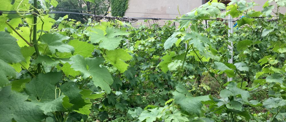 Die Reben des Kreuzberger Weins sind ein Kleinod, die etwas versteckt auf dem Gärtnereigelände des Bezirks am Nordhang des Viktoriaparks wachsen. 