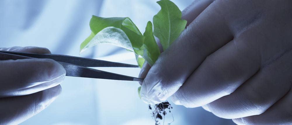 Ein Wissenschaftler mit genetisch veränderter Pflanze im Labor.
