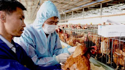 Die hochpathogene Forme von H5N1 ist zuerst in Geflügelfarmen in China entstanden.