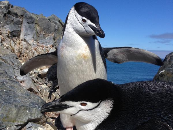 Beim Brüten dösen Zügelpinguine (auch: Kehlstreif-Pinguine) immer nur Sekunden weg. Nachbarn könnten ihnen ihr Nestmaterial streitig machen.   