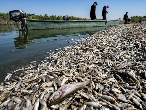 Tausende tote Fische im Fluss Amshan im Irak sind die Folge einer Dürre.