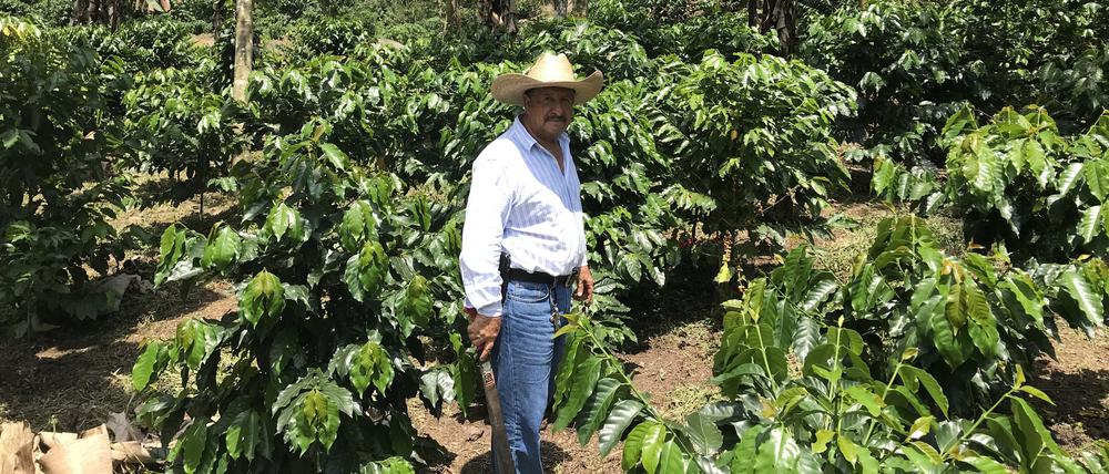 Eine Kaffeeplantage in Guatemala (Symbolfoto) 