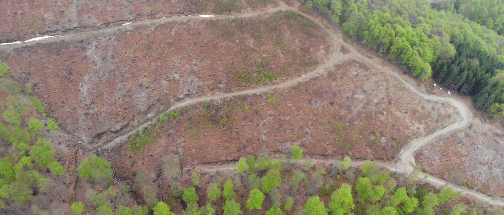 In Rumänien werden per Kahlschlag Fakten geschaffen, die auch den Schutz verbliebener Flächen erschweren.