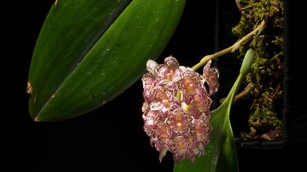 Die Orchidee Bulbophyllum kubahense wurde erst 2011 in einem Nationalpark auf Borneo entdeckt - und ist schon vom Aussterben bedroht.